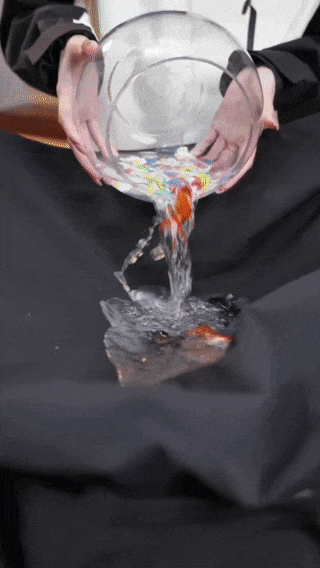 640.gif