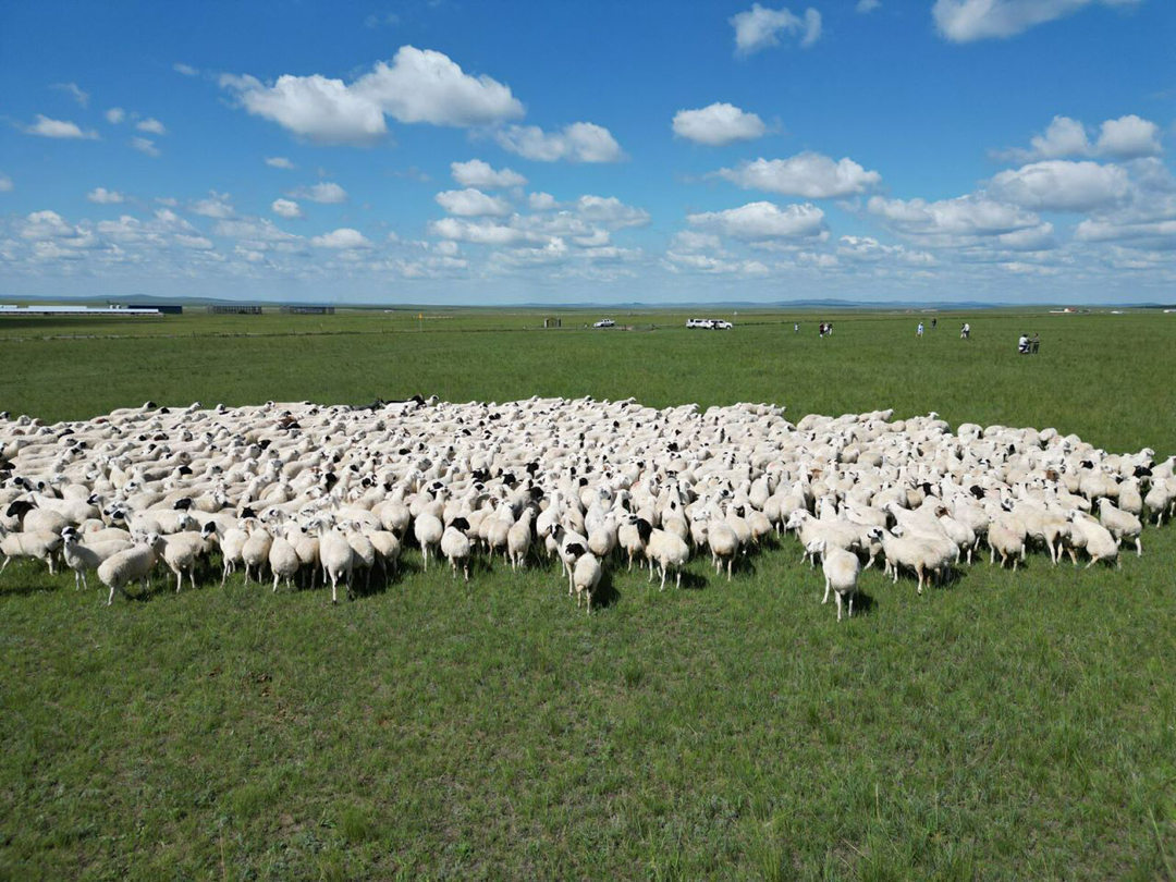 直接和牧民签约,十几万只羊一只只挑选,巴奴为啥要如此"费力"?